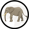Win elephant