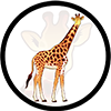 Win giraffe