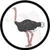 Win ostrich