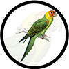 Win parrot